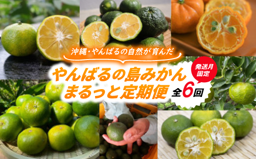 【発送月固定定期便】やんばるの島みかんまるっと定期便全6回【4081245】