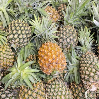 【2026年7月上旬より順次発送】道の駅の局長が厳選した「スナックパイン」約2kg(3玉〜6玉)【配送不可地域：離島】【1676720】