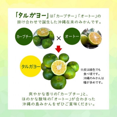 【2026年10月頃から順次発送】地元で愛されてきた在来みかん タルガヨー3kg【1618428】