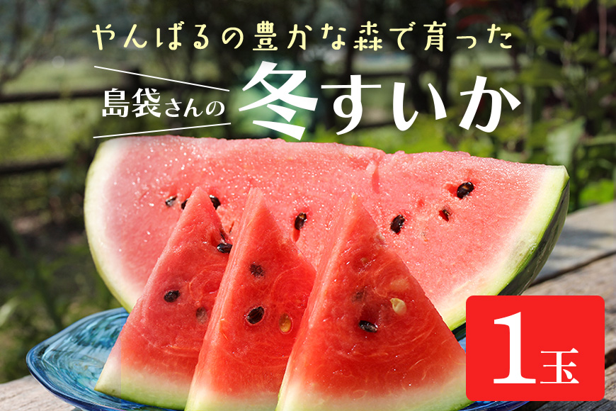 【2025年発送 先行予約】島袋さんの冬スイカ《4～5Kg×１玉》	