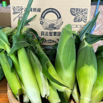 【2026年4〜5月頃順次発送】春獲れ一番!極甘くんじゃんこーん ホワイト 8本 とうもろこし【配送不可地域：離島】【1578629】