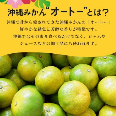 【2026年10月頃から順次発送】やんばる国頭村産 希少な島みかん「オートー」5kg【1662092】