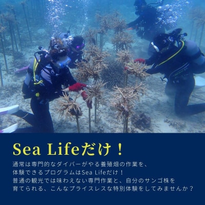 ããã€ãã³ã°äœéšãã±ããããµã³ãŽé€æ®ãããžã§ã¯ã ä¿è·äœæ¥ãã€ãã³ã°(ã©ã€ã»ã³ã¹ä¿æè
éå®)ã1581400ã