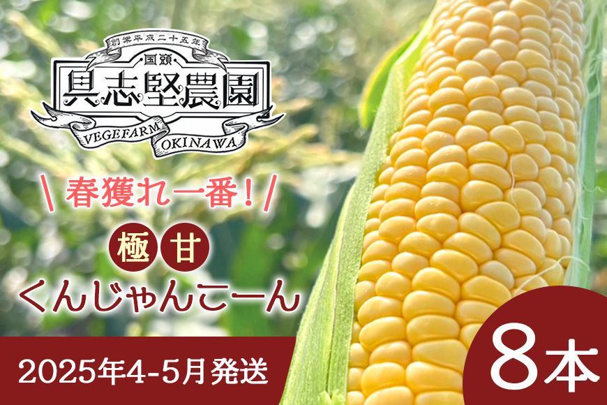 【2025年4-5月発送】春獲れ一番！極甘くんじゃんこーん（８本）とうもろこし コーン 沖縄産  春 獲れ 野菜 生 甘い 沖縄 国頭村