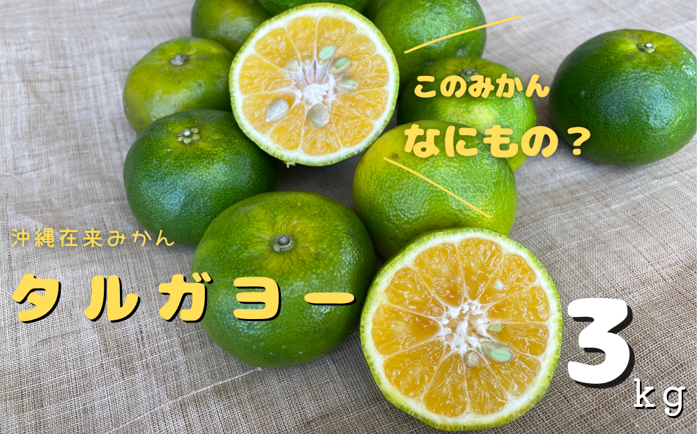 【2024年11月発送】地元で愛されてきた在来みかん「タルガヨー」3kg	