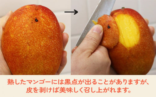 今帰仁マンゴーA級2kg以上【先行予約】【2026年6月中旬～8月中旬頃発送】生産者直送