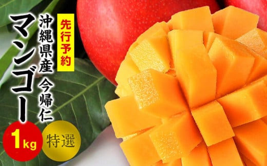 今帰仁マンゴー特選1kg以上【先行予約】【2026年6月中旬～8月中旬頃発送】生産者直送