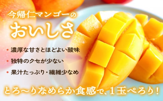 今帰仁マンゴー特選1kg以上【先行予約】【2026年6月中旬～8月中旬頃発送】生産者直送