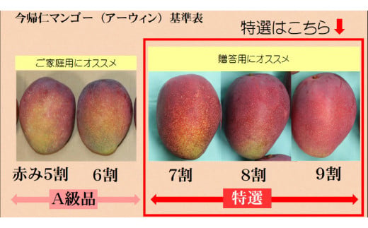 今帰仁マンゴー特選2kg以上【先行予約】【2026年6月中旬～8月中旬頃発送】生産者直送