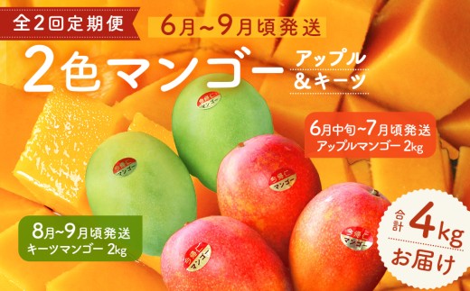 【定期便】今帰仁2色マンゴー（赤・緑）【先行予約】【2026年　赤：6月中旬～7月頃　緑：８月～9月頃発送】生産者直送