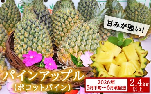 【先行予約】【2026年5月中旬～6月頃配送】今帰仁産パインアップル（ポコットパイン）2.4kg以上