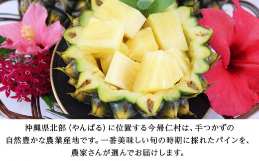 【先行予約】【2026年5月中旬～6月頃配送】今帰仁産パインアップル（ポコットパイン）2.4kg以上