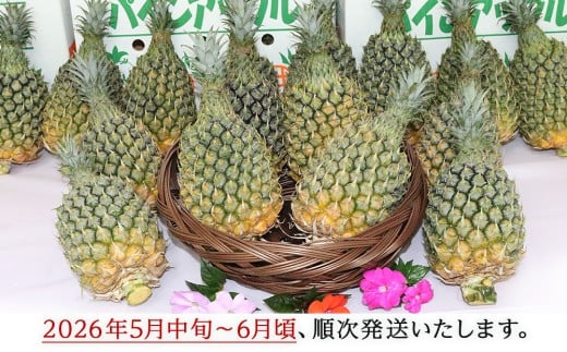 【先行予約】【2026年5月中旬～6月頃配送】今帰仁産パインアップル（ポコットパイン）2.4kg以上