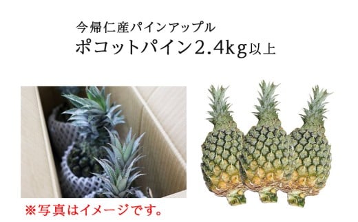 【先行予約】【2026年5月中旬～6月頃配送】今帰仁産パインアップル（ポコットパイン）2.4kg以上