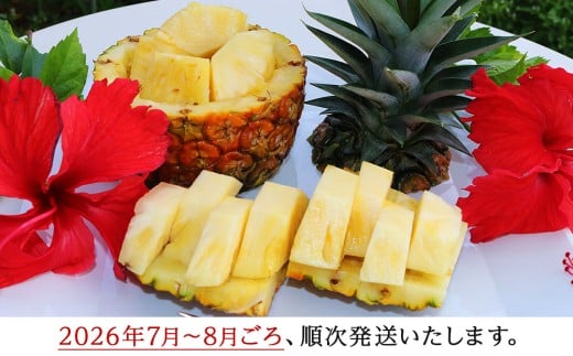 【2026年7月～8月頃配送】今帰仁産パインアップル（サンドルチェ）2～3玉