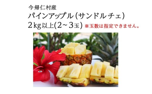 【2026年7月～8月頃配送】今帰仁産パインアップル（サンドルチェ）2～3玉