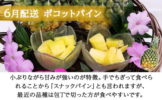 【定期便　限定100セット】今帰仁産パインアップル3種味比べセット【2026年6月・7月・8月　3回配送】先行予約