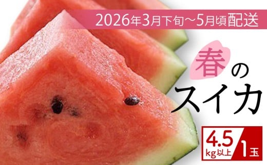 【（有）今帰仁すいか】春のスイカ　4.5kg【2026年3月下旬～5月頃発送】