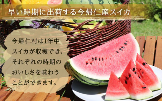 【（有）今帰仁すいか】春のスイカ　4.5kg【2026年3月下旬～5月頃発送】