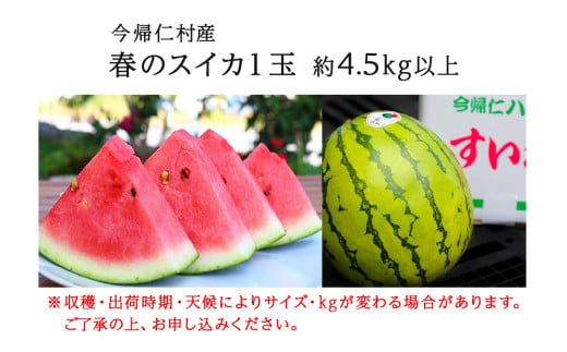 【（有）今帰仁すいか】春のスイカ　4.5kg【2026年3月下旬～5月頃発送】