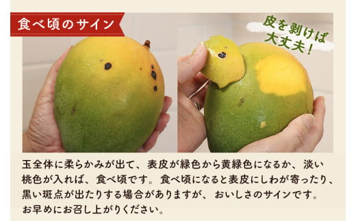 【家庭用】緑のキーツマンゴー800g【2026年8月～9月頃発送】 先行予約