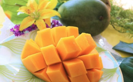 緑のキーツマンゴー1.5kg【2026年8月～9月頃発送】生産者直送　先行予約