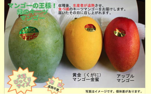 緑のキーツマンゴー1.5kg【2026年8月～9月頃発送】生産者直送　先行予約