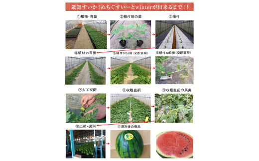 先行予約【JAおきなわ】厳選すいか！ぬちぐすいーとwinter　【2026年1月～2月頃発送】