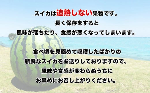 先行予約【JAおきなわ】厳選すいか！ぬちぐすいーとwinter　【2026年1月～2月頃発送】
