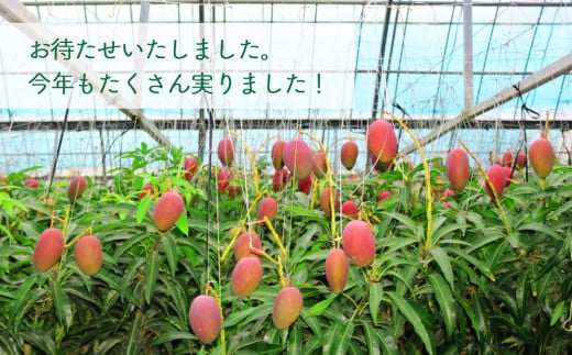 【限定50箱】比嘉さん家の千なりマンゴー(特選・1kg)【2026年6月下旬～7月頃に発送】