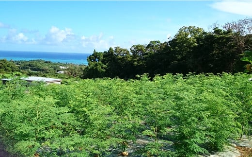 ミラクルツリー「モリンガ」もりもり健康茶　3袋セット