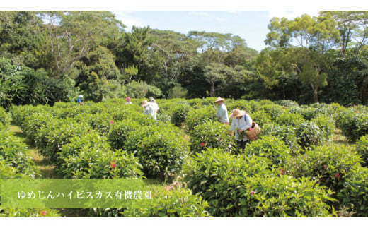 ハイビスカス　シャンプー3本セット