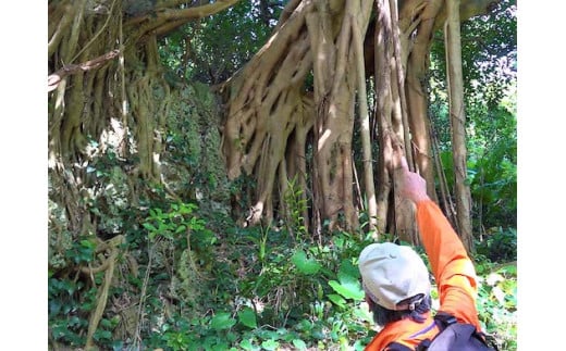 歴史と自然を体感！（ハンタ道と今帰仁城外周コース）