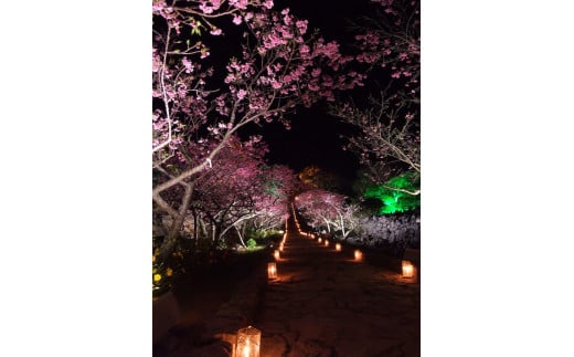 歴史と自然を体感！（ハンタ道と今帰仁城外周コース）