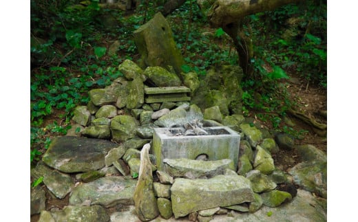 今帰仁のパワースポット！クバの御嶽めぐりツアー