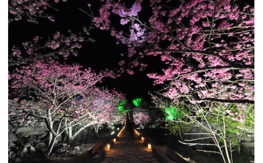 今帰仁のパワースポット！クバの御嶽めぐりツアー
