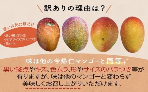 【訳あり・家庭用】【生産者応援】限定500セット　今帰仁アップルマンゴー1kg以上(白箱）【2026年6月中旬～8月中旬頃発送】