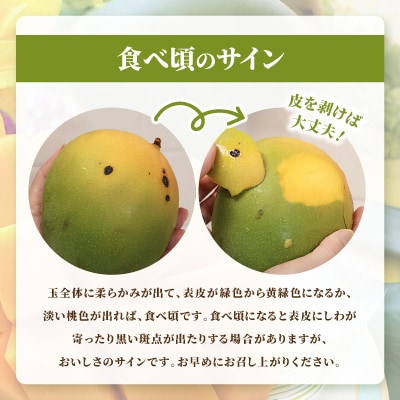 【2026年8月中旬から順次発送】今帰仁産の幻のキーツマンゴー800g(1〜2玉)【配送不可地域：離島】【4014738】