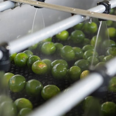 【果汁100%】皮ごとまるごとシークヮーサー500ml×4本セット【1342200】