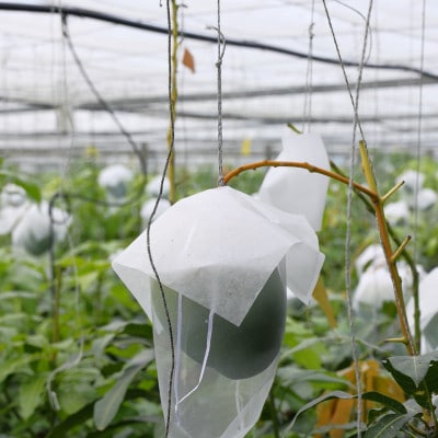 【急速冷凍・ブロックタイプ】今帰仁産キーツマンゴー800g(400g×2パック)【配送不可地域：離島】【1483934】