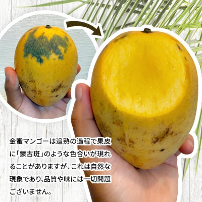 【2026年7月から順次発送・家庭用】名物おじーが作る幻の金蜜マンゴー1kg(2〜3玉)【配送不可地域：離島】【1694701】