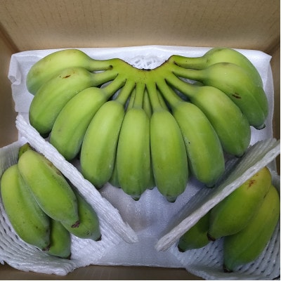 【2026年6月上旬から順次発送】今帰仁産のうみしおバナナ2kg【1732928】