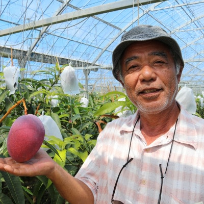 【2026年7月から順次発送・贈答用】ベテラン農家さんが作る アーウィンマンゴー2kg(4〜6玉)【配送不可地域：離島】【1695286】