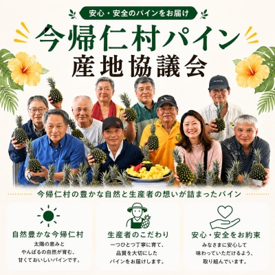 【2026年8月上旬から順次発送】今帰仁村パイン産地協議会 サンドルチェ2.0kg(2〜3玉)【配送不可地域：離島】【1734541】