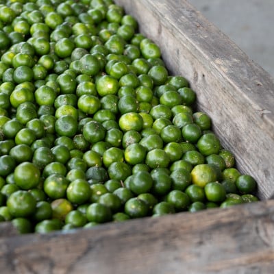 【果汁100%】皮ごとまるごとシークヮーサー500ml×2本セット【1342199】