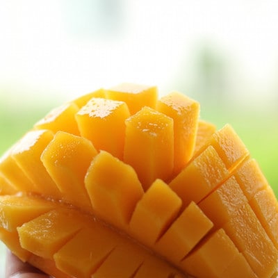 【2026年7月上旬から順次発送・贈答用】島袋さんの完熟アップルマンゴー 1kg(2〜3玉)【配送不可地域：離島】【1726283】