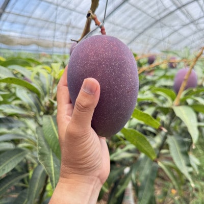 【2026年7月から順次発送・贈答用】内間マンゴー園のアーウィンマンゴー1kg(2〜3玉)【配送不可地域：離島】【1695325】