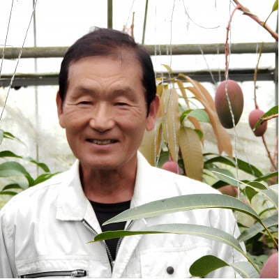 【2026年7月から順次発送・贈答用】美ら宮農園のアーウィンマンゴー2kg(4〜6玉)【配送不可地域：離島】【1695311】