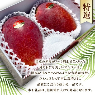 【2026年6月下旬から順次発送】今帰仁産の特選アップルマンゴー1kg(2〜3玉)【配送不可地域：離島】【4014732】