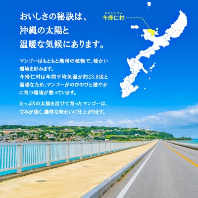 【2026年6月下旬から順次発送】今帰仁産の特選アップルマンゴー1kg(2〜3玉)【配送不可地域：離島】【4014732】